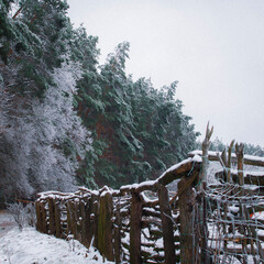 winter in the forest