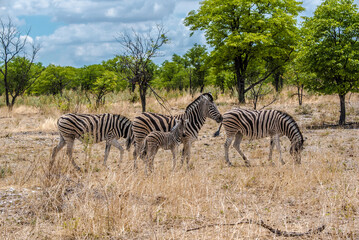 Fototapeta na wymiar Zebras in Namibia National Park
