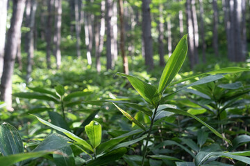 オールドレンズ　ゴースト