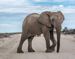 Fototapeta na wymiar Elefant im Etosha Nationalpark in Namibia