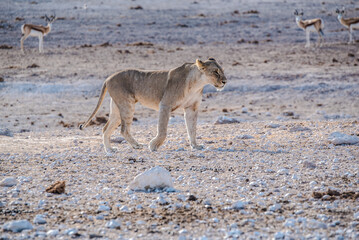Fototapeta na wymiar Lions in Etosha National Park in Namibia