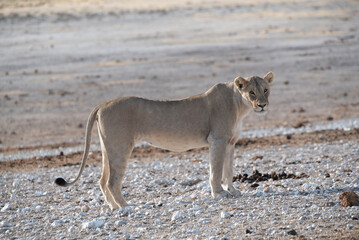 Lions in Etosha National Park in Namibia