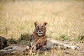 Fototapeta na wymiar Lions in Etosha National Park in Namibia