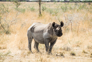 Rhinoceros in Namibia Nationalpark