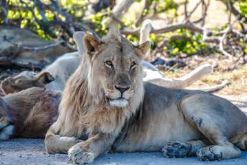 Lions in Etosha National Park in Namibia