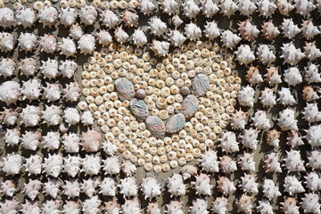shell decoration on the wall