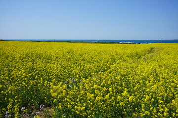 rapeseed field in spring