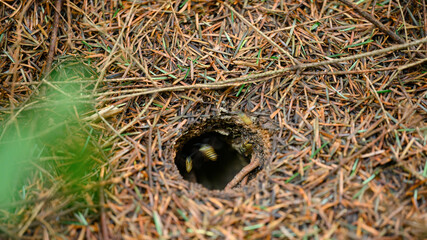 A wasp's hole in the forest is in the ground, around the fallen needles of conifers.