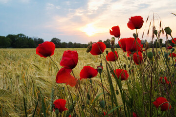 Mohn - Ecology - Beautiful summer day. Red poppy field. - Flowers Red poppies blossom on wild field. - High quality photo	