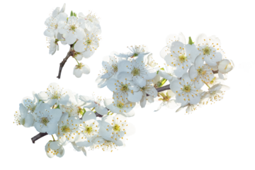 Dreamy cherry blossoms as a natural border, studio isolated on white background.