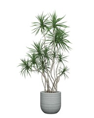 Fototapeta na wymiar 3D realistic vector icon illustration potted plants for the interior.Use as Indoor Plants for interior. Isolated on white background.3D Rendering.