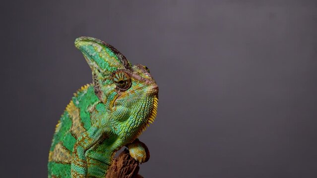 Veiled Chameleon, Chamaeleo calyptratus catching food with tongue in super slow motion. 4k high quality footage filmed on Nikon z9 cmera