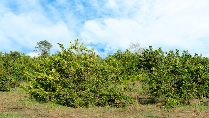 Lemon tree garden with full green fruit. Environment under the blue sky and white clouds.