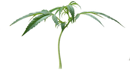 Cannabis plant with a transparent background.
