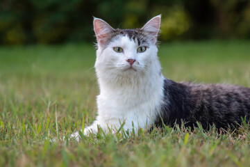 Naklejka na ściany i meble A cat posing on the grass