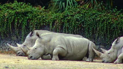 Rhinos lie on the ground sleeping, zoo