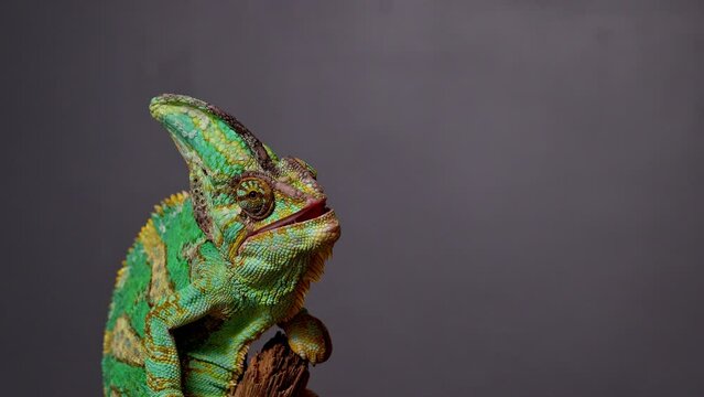 Veiled Chameleon, Chamaeleo calyptratus catching food with tongue in super slow motion. 4k high quality footage filmed on Nikon z9 cmera