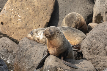 Obraz premium The Fur Seal Colony (Cape Bridgewater), Victoria, Australia.