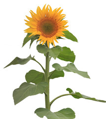 Sunflower isolated on a transparent background.