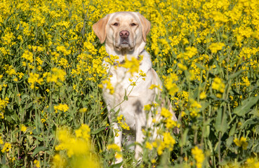 A Yellow Labrador retriever in a field of flowers