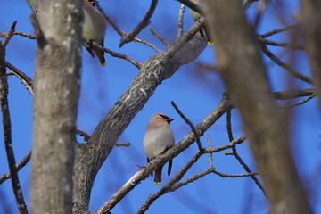枝に止まるキレンジャク