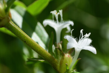 Small white flowers of   Virginia buttonweed.