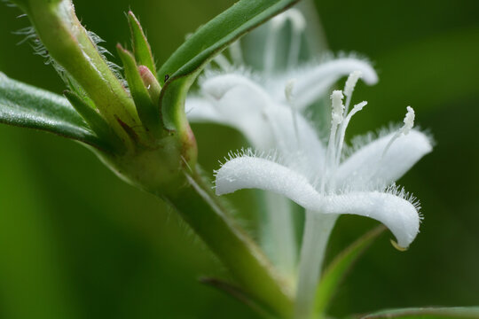 Small white flowers of   Virginia buttonweed.