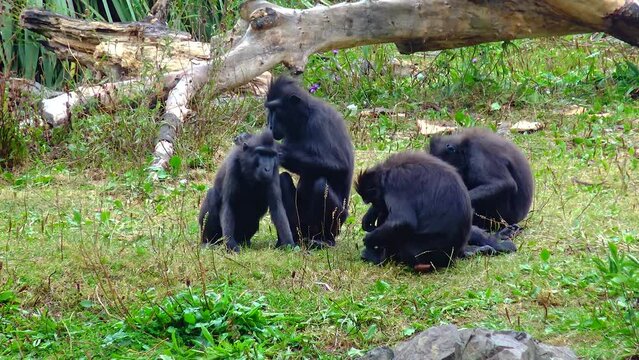 Black chimpanzee with a cub in the zoo sits on a branch bonobo view