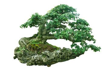 Bonsai plants are trees that are dwarfed and can usually be grown in a potted plant. Usually bonsai...