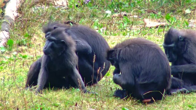 Black chimpanzee with a cub in the zoo sits on a branch bonobo view