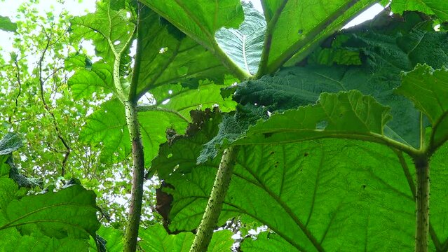 Lake with green plants and duckweed