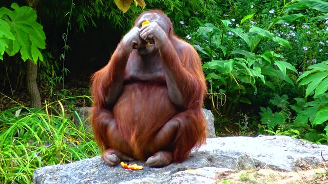Arangutan eating an orange at the zoo Ireland