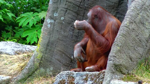 Arangutan eating an orange at the zoo Ireland