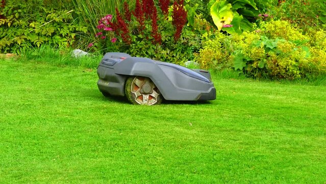 Robotic lawn mower cuts the grass in the garden