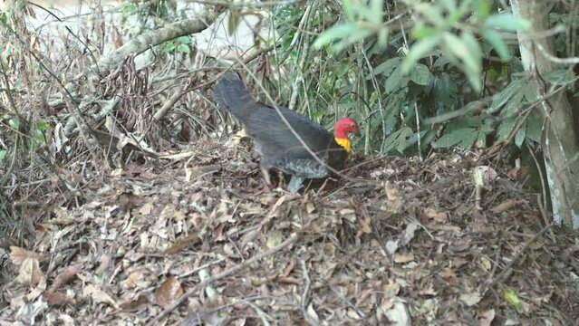 a wide shot of an australian brush-turkey building a nest mound at crater lakes rainforest in north qld, australia