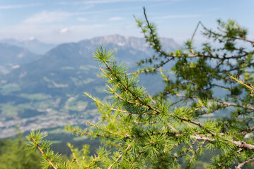 Detail of leaves and branches of European larch, Larix decidua. Photo taken in Bavarian Alps, Berchtesgadener Land district of Bavaria in Germany