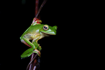 Malabar gliding frog (Rhacophorus malabaricus) is a rhacophorid tree frog species found in the Western Ghats of India.