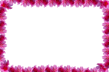 PNG format flam Cherry blossoms, spring flower. Sakura flower flam border.