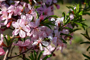 pink cherry sakura blossom close-up in nature park background