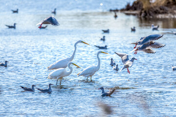 The beautiful egret in lake in Longfeng wetland of Daqing city, China.