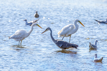 The beautiful egret in lake in Longfeng wetland of Daqing city, China.
