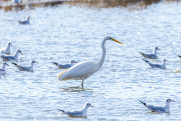 The beautiful egret in lake in Longfeng wetland of Daqing city, China.