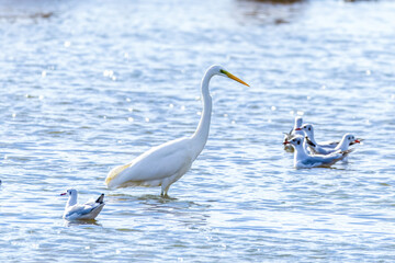 The beautiful egret in lake in Longfeng wetland of Daqing city, China.
