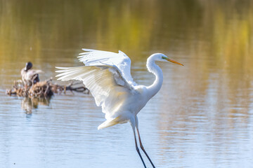 The beautiful egret in lake in Longfeng wetland of Daqing city, China.