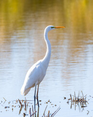 Fototapeta premium The beautiful egret in lake in Longfeng wetland of Daqing city, China.