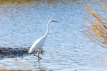 The beautiful egret in lake in Longfeng wetland of Daqing city, China.