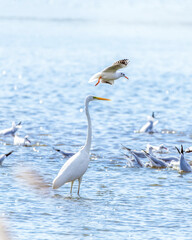 The beautiful egret in lake in Longfeng wetland of Daqing city, China.
