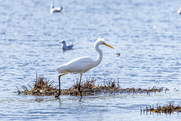 The beautiful egret in lake in Longfeng wetland of Daqing city, China.