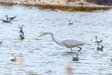Obraz premium The beautiful egret in lake in Longfeng wetland of Daqing city, China.