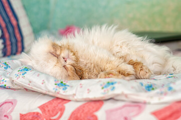 A white Persian cat sleeps on the bed in the room.